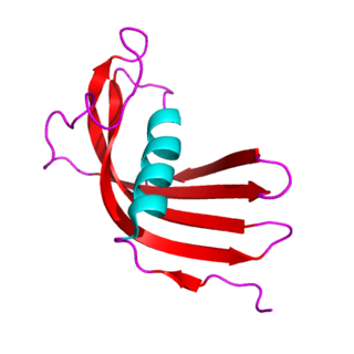 <span class="mw-page-title-main">Cystatin</span> Group of endogenous cysteine proteinase inhibitors