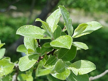 leaves Salix aegyptiaca - Botanischer Garten Munchen-Nymphenburg - DSC07715.JPG