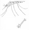 Pencil drawing of saltmarsh mosquitoes, southern Australia