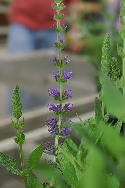 File:Salvia nemorosa Ostfriesland 0zz.jpg