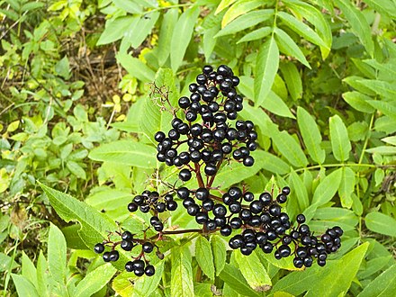 Sambucus Ebulus Wikiwand