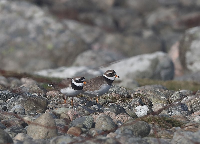 File:Sandlo (Charadrius hiaticula).jpg