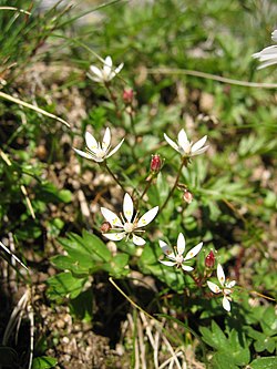 Stjörnusteinbrjótur (Saxifraga stellaris)