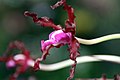 Laelia undulata