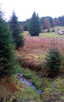 Schwefelbach at the mouth in the Lehmergrund