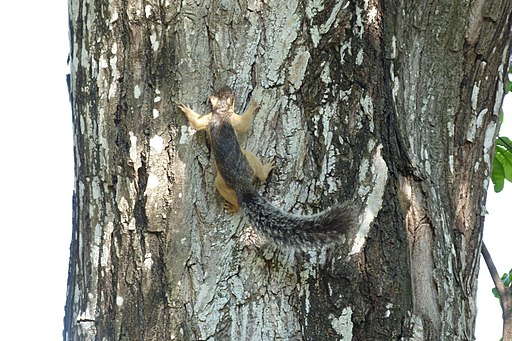 Sciurus variegatoides (6950584350)