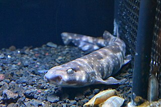 <span class="mw-page-title-main">Cinder cloudy catshark</span>