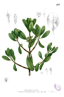 <i>Scyphiphora</i> Genus of plants