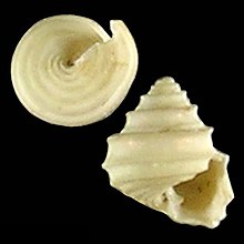 Seashell Seguenzia keikoae.jpg