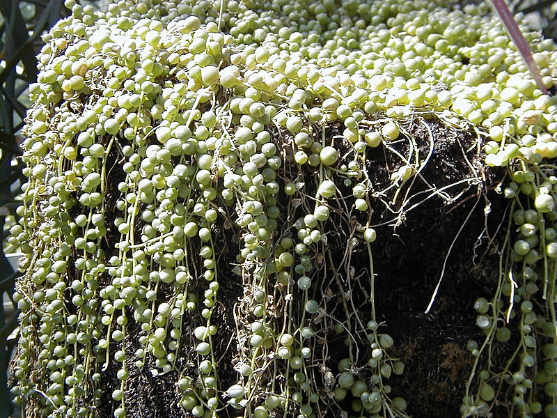 File:Senecio rowleyanus1.jpg