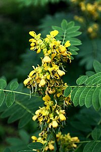 Senna marilandica flowers.jpg