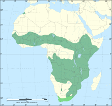 Serval range. Darker green: extant (resident). Brighter green: extinct.