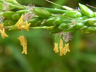 <i>Setaria megaphylla</i> Species of grass