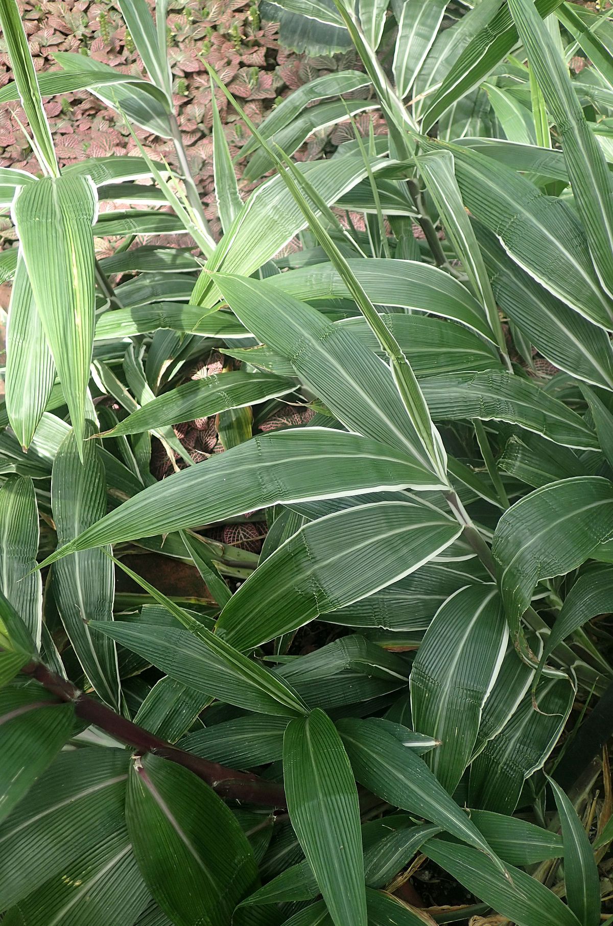 setaria palmifolia