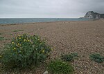 Thumbnail for File:Shakespeare beach - geograph.org.uk - 5459173.jpg