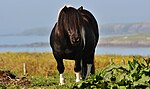 Shetland Pony IMG 6452 (14723420832).jpg