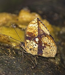 Bersinar hijau forester (Bebearia barce barce) male.jpg