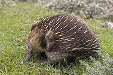 Short-beaked echidna (Tachyglossus aculeatus)