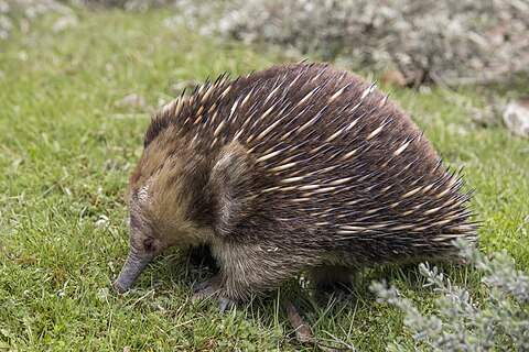 Short-beaked echidna (Tachyglossus aculeatus setosus) in Tasmania