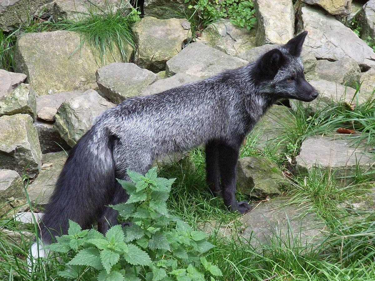 Is there such thing as a black fox