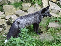 A silver fox Silberfuchs 08.jpg