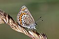 * Nomination Silver-studded blue (Plebejus argus) female, Sweden --Charlesjsharp 08:07, 22 September 2018 (UTC) * Promotion  Support Good quality. --Poco a poco 10:44, 22 September 2018 (UTC)