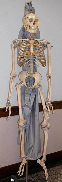 File:Skeleton.jpg