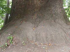 Տնջրի ծառին բունը