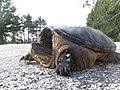 Snapping Turtle (6846828737).jpg