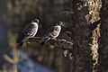 Snow Pigeons - Sela Pass - Arunachal Pradesh - India (34321905116).jpg