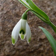 Galanthus nivalis 'Viridi-Apice'.