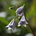 Solanum longiconicum flowers Costa Rica -Prov. Alajuela Parque Nacional Volcán Poás