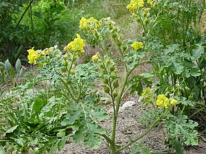 Prickly nightshade (Solanum rostratum)