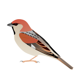 SomaliSparrow.svg