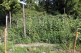 Sorana, coltivazione del fagiolo di sorana 03.jpg