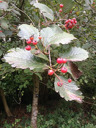 <i>Hedlundia anglica</i> Species of whitebeam, the English whitebeam