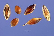 Sorghum almum seeds.jpg