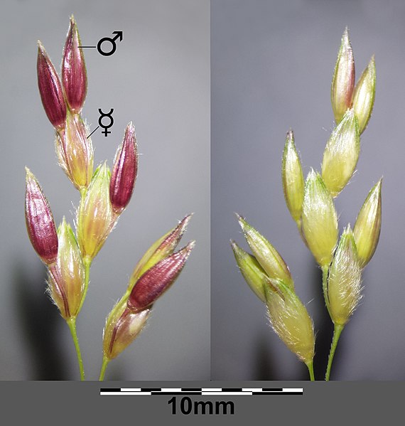 File:Sorghum halepense sl24.jpg