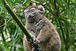 Thumbnail for Southern lesser bamboo lemur