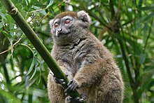 Güney küçük bambu lemur, Südliche Bambuslemur, Detail.jpg