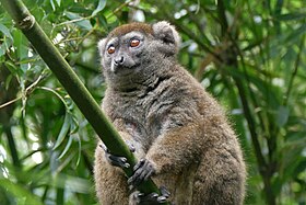 Southern lesser bamboo lemur, Südliche Bambuslemur, Detail.jpg