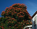 * Nomination Spathodea campanulata (African tulip tree) in Funchal, january 2017 --Ввласенко 10:29, 21 January 2021 (UTC) * Promotion  Support Good quality. --Poco a poco 20:12, 21 January 2021 (UTC)