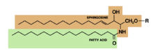 sphingolipid Sphingolipid.png