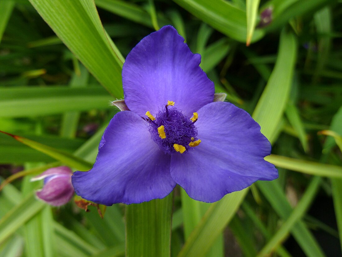 Tradescantieae