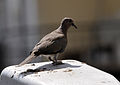 Spilopelia senegalensis - Laughing Dove - Küçük kumru 03.JPG