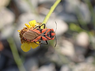 <i>Spilostethus furcula</i> Species of seed bug