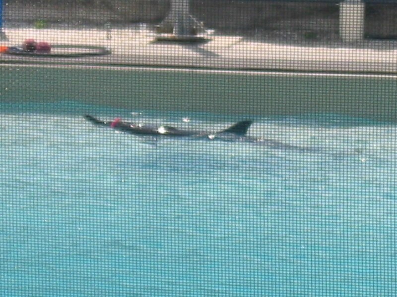 File:Spinner dolphin at Mote Marine Laboratory.jpg