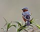 Sporophila hypochroma - Red-rumped seedeater (male).jpg