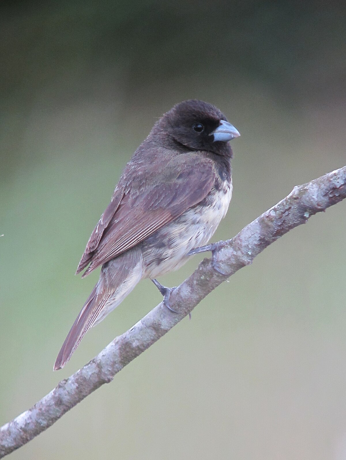 Papa-capim (Sporophila nigricollis) - Fêmea jovem, Local da…