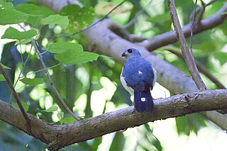 Spot-tailed sparrowhawk Species of bird